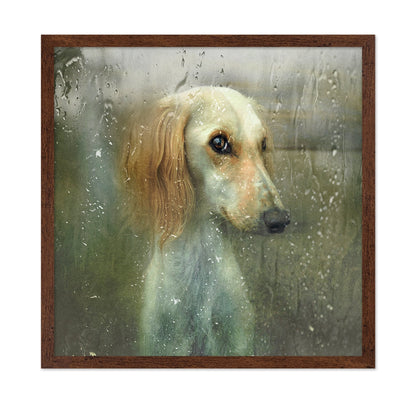 Rainy Dog Portrait