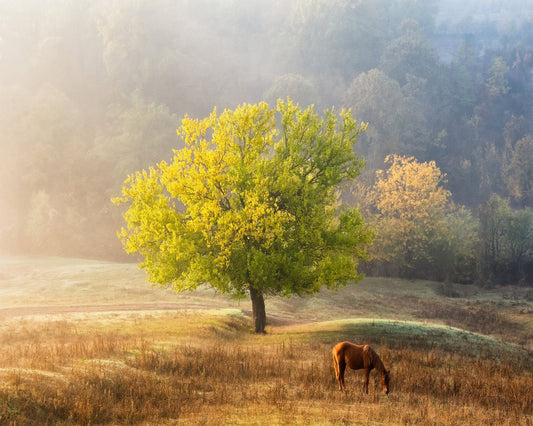 Golden Tree Meadow