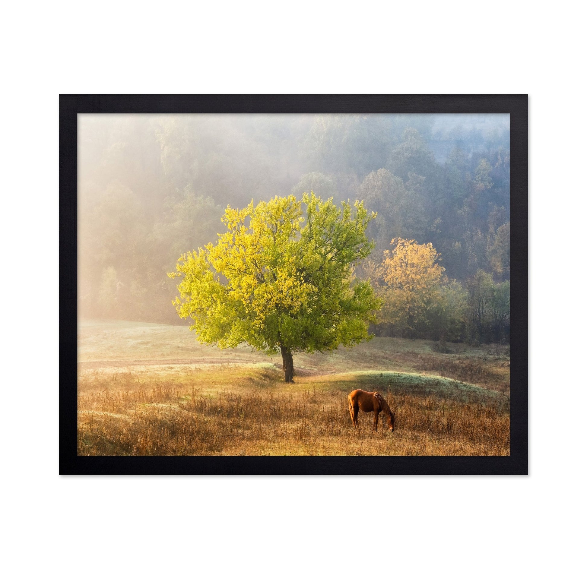 Golden Tree Meadow