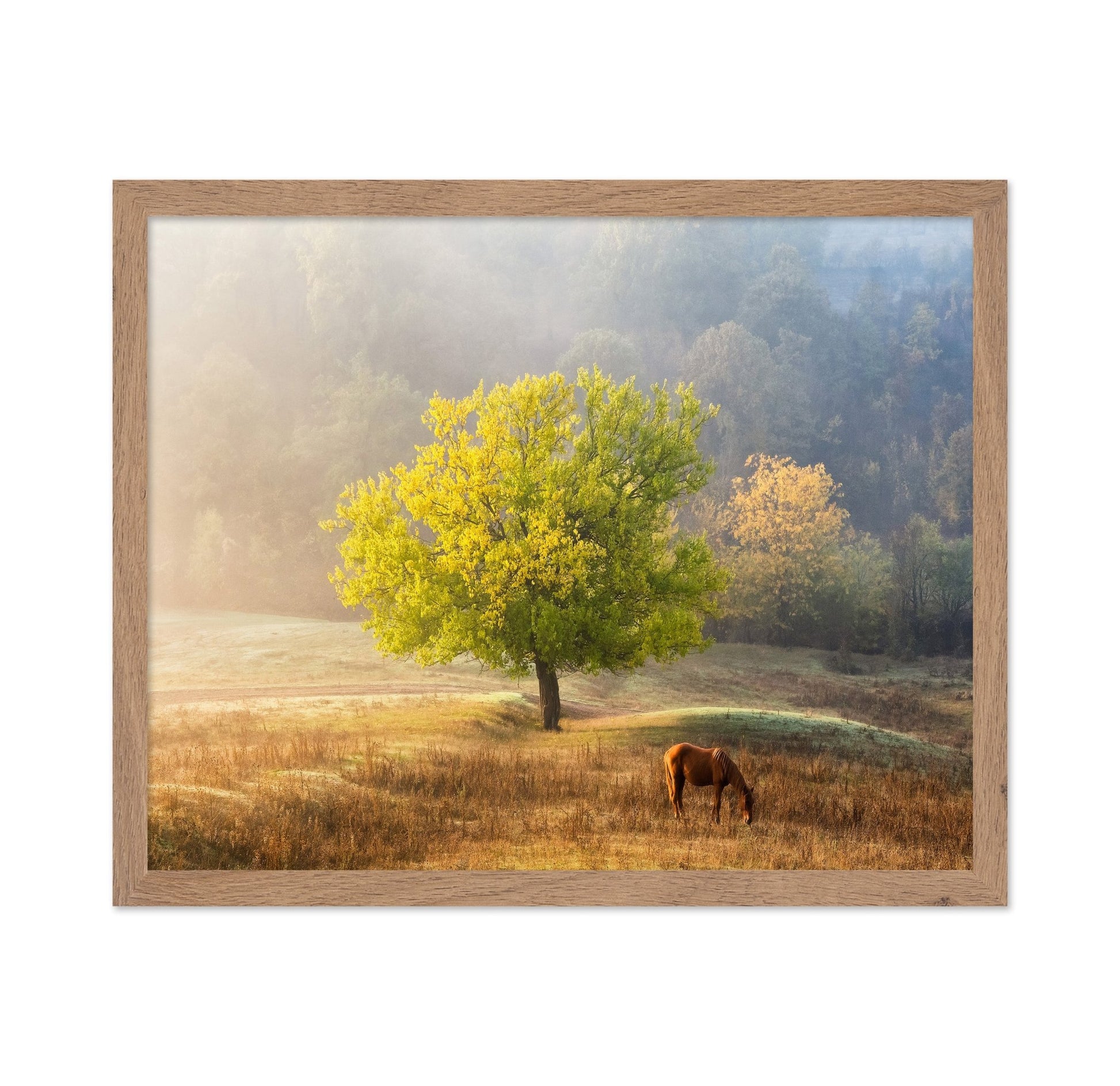 Golden Tree Meadow