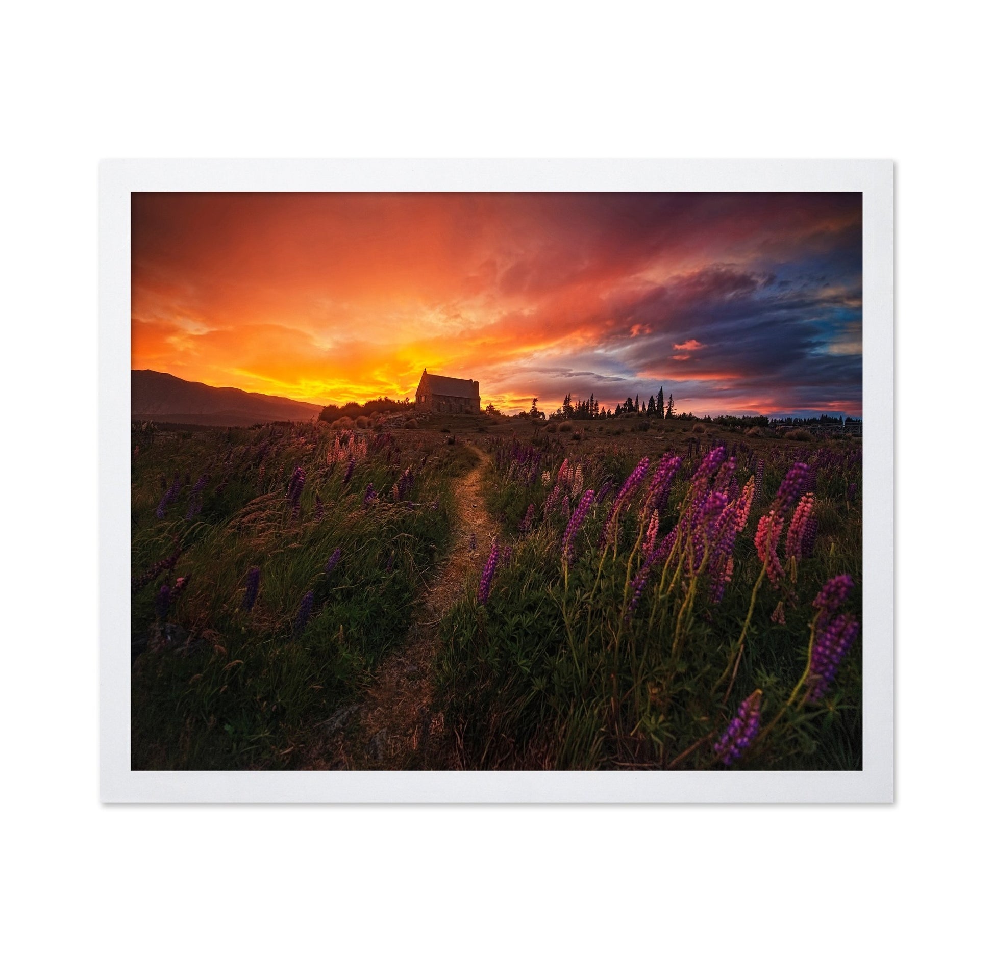 Sunset Wildflower Path