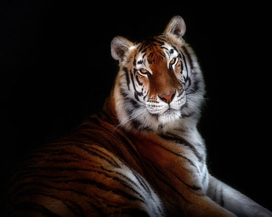 Regal Tiger Portrait