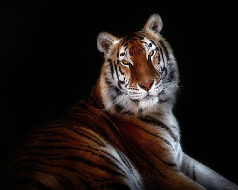 Regal Tiger Portrait