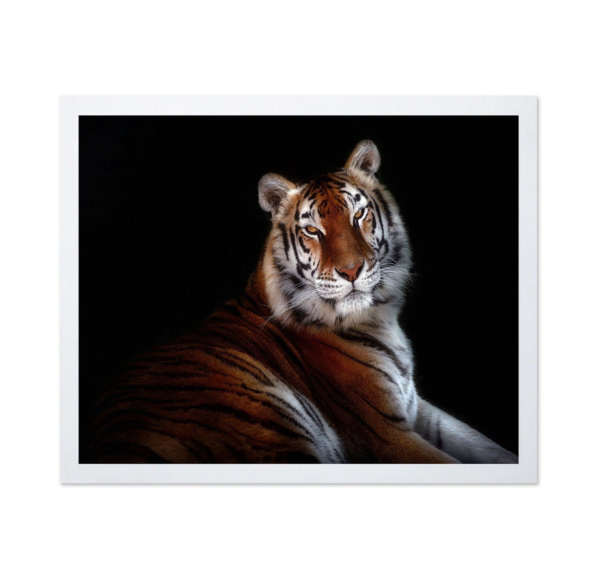Regal Tiger Portrait