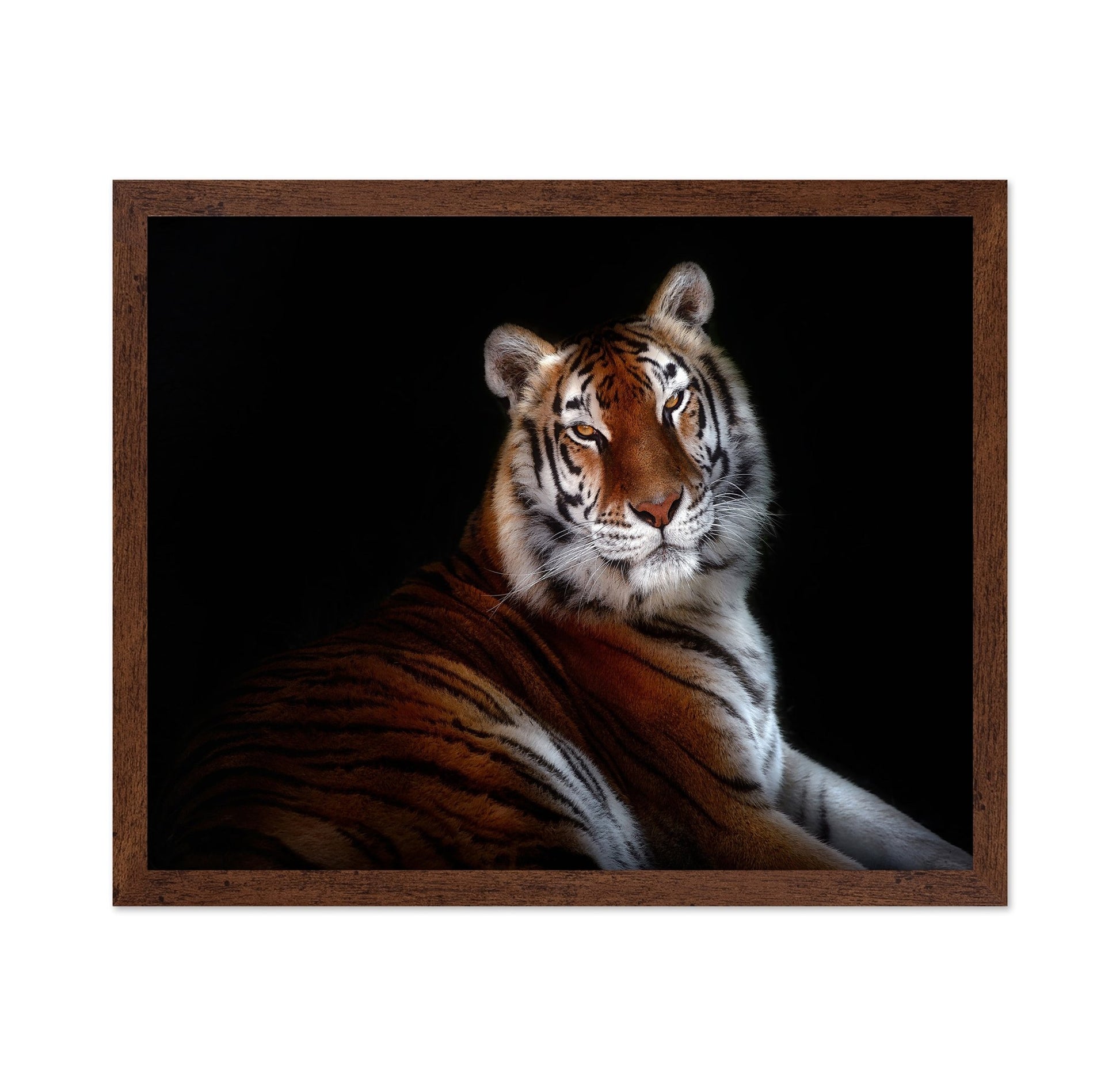 Regal Tiger Portrait