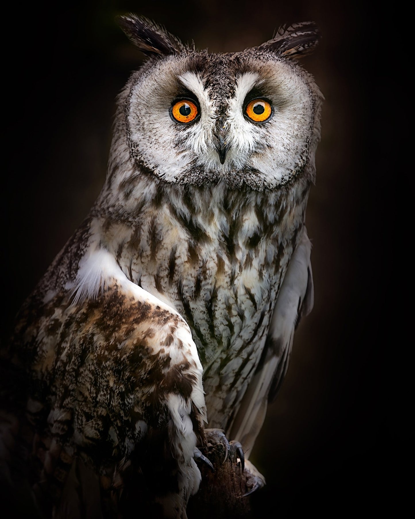 Bright Eyed Owl