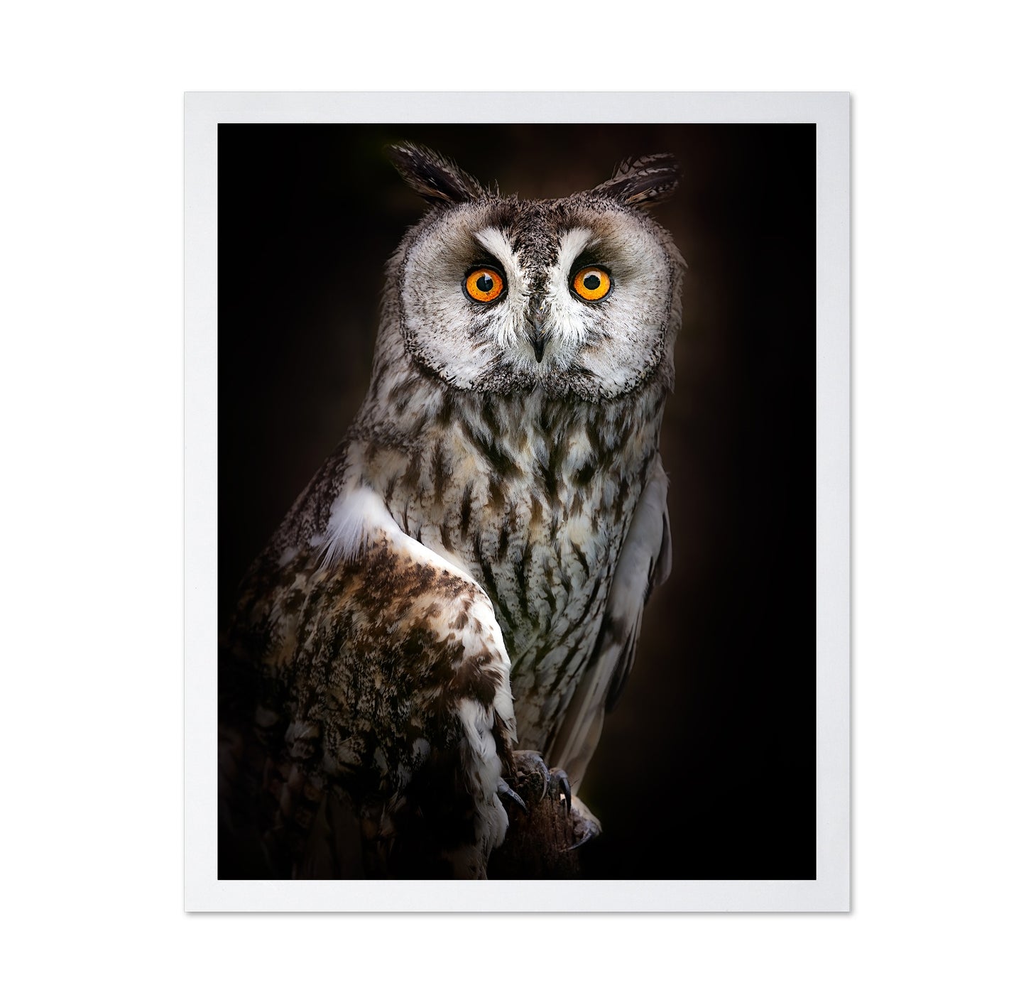 Bright Eyed Owl