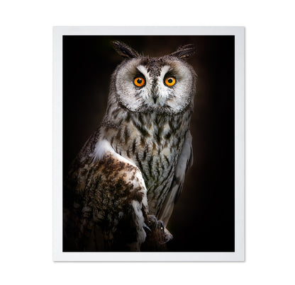 Bright Eyed Owl