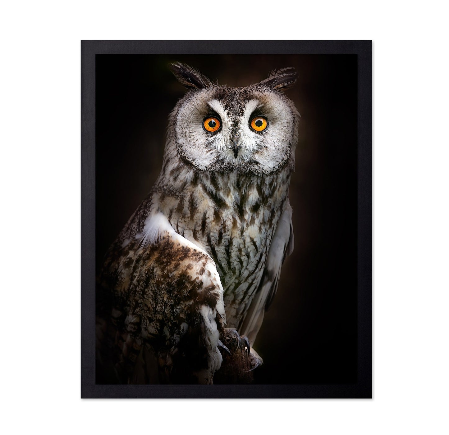 Bright Eyed Owl