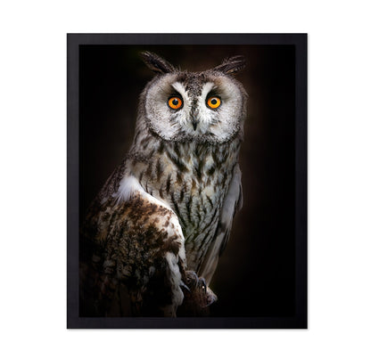 Bright Eyed Owl