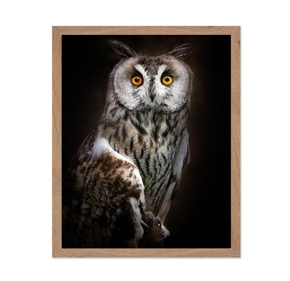 Bright Eyed Owl