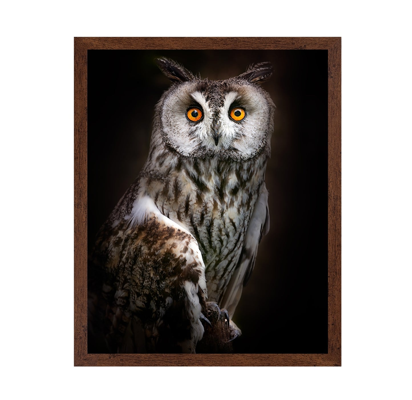 Bright Eyed Owl