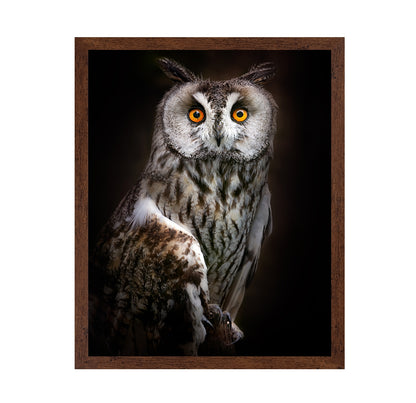 Bright Eyed Owl