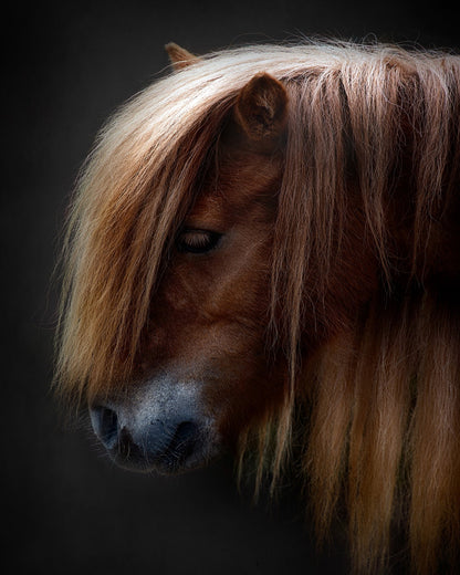 Chestnut Pony Portrait