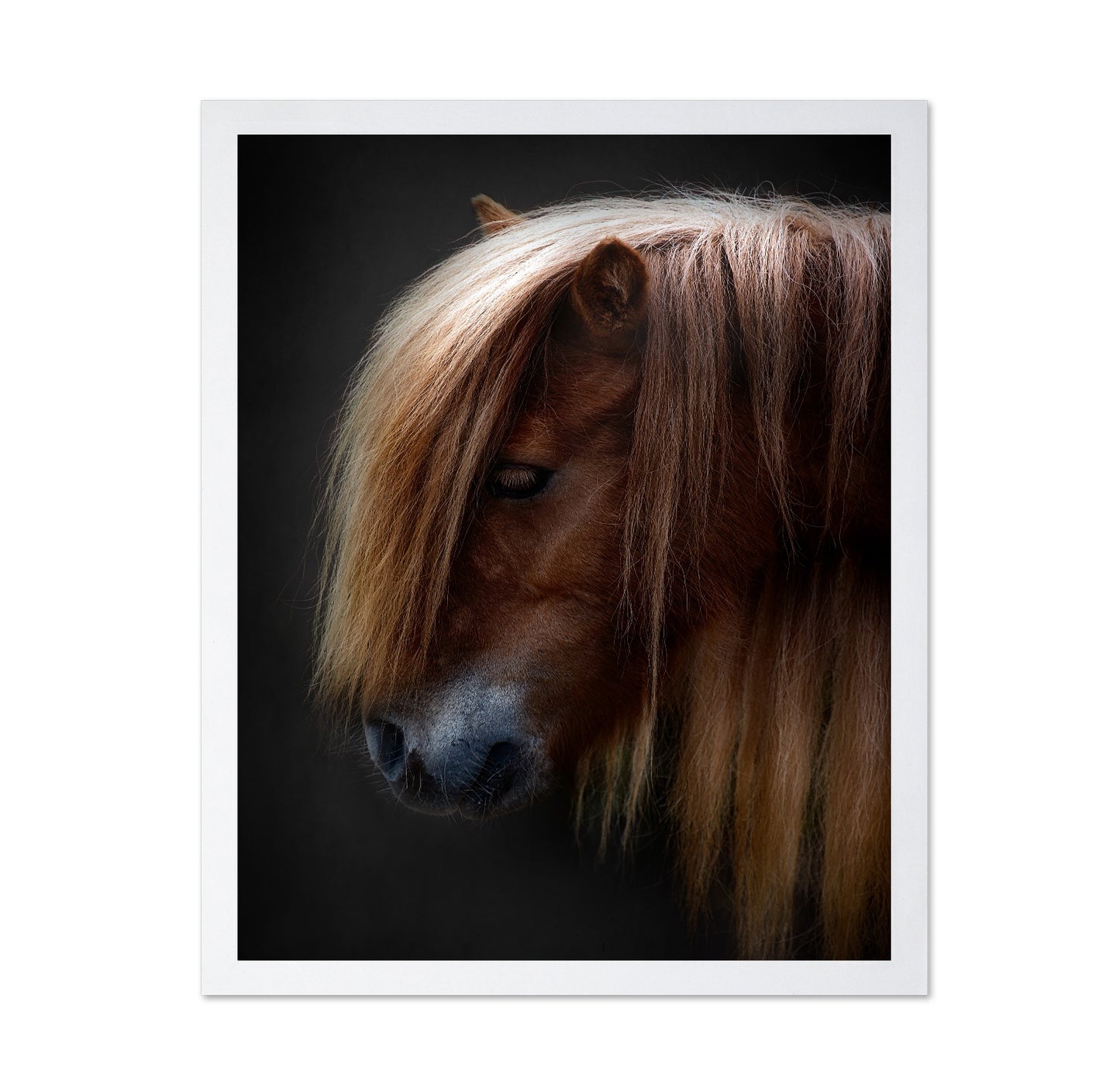 Chestnut Pony Portrait