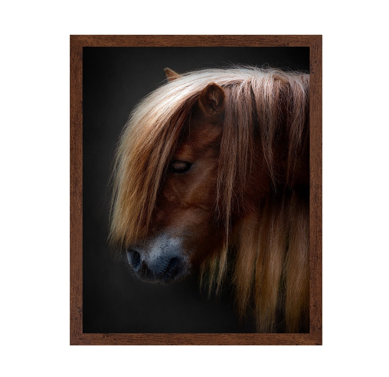 Chestnut Pony Portrait