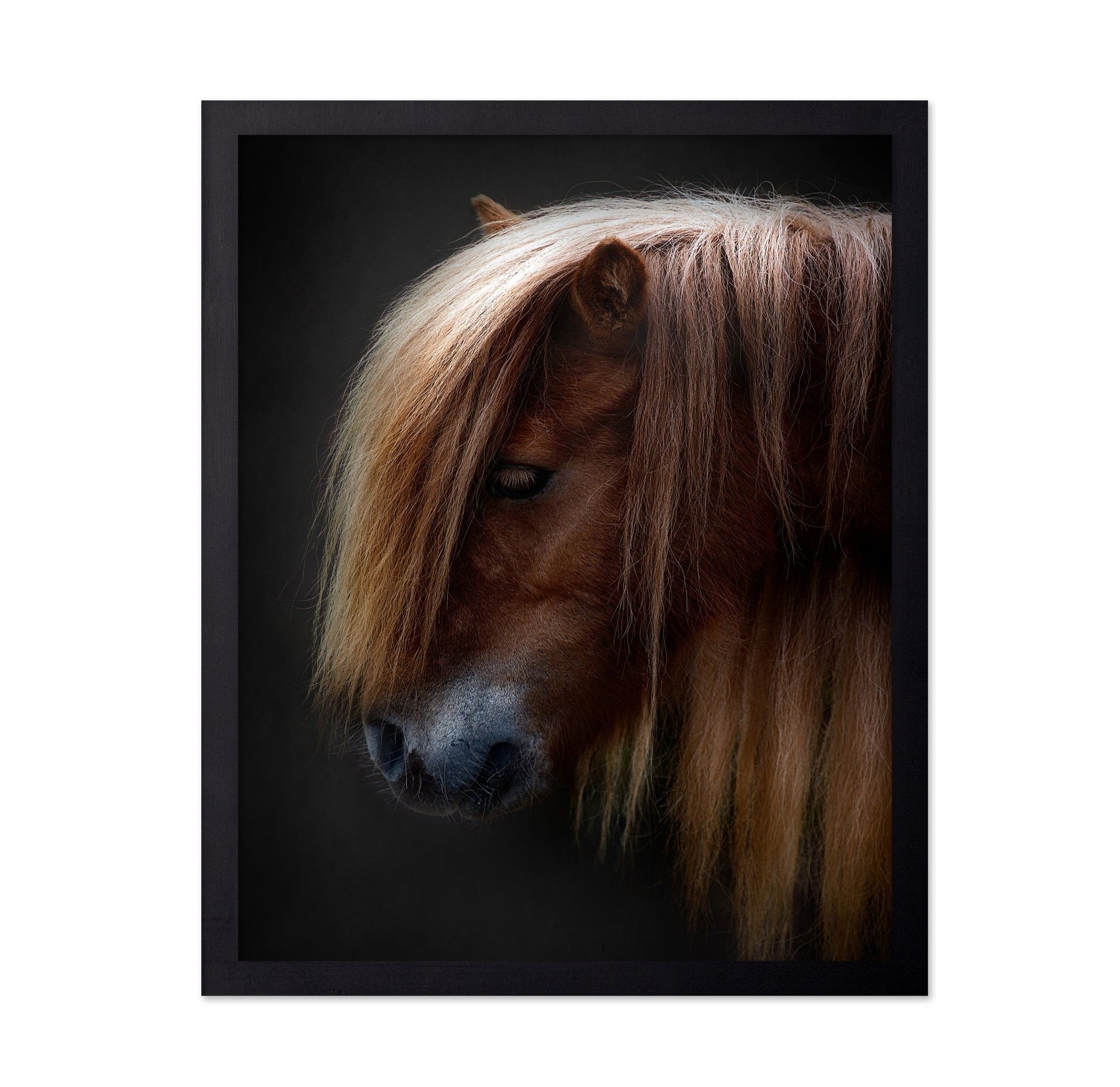 Chestnut Pony Portrait