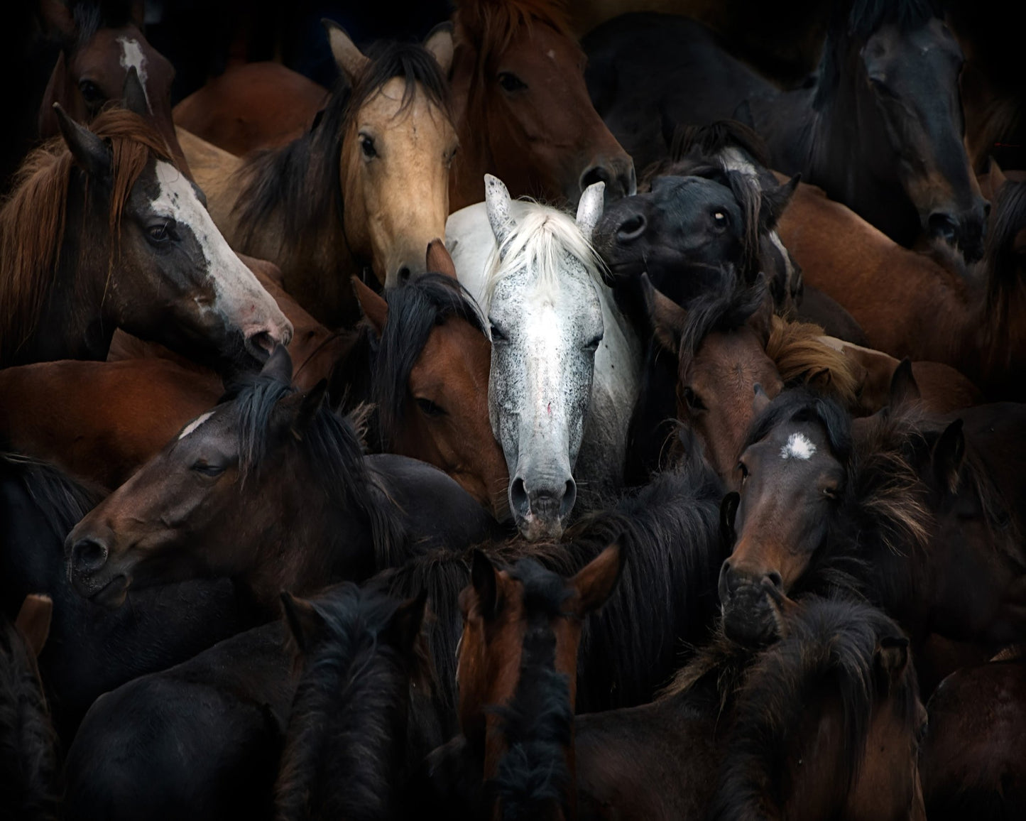 Wild Horse Herd
