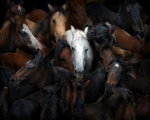 Wild Horse Herd