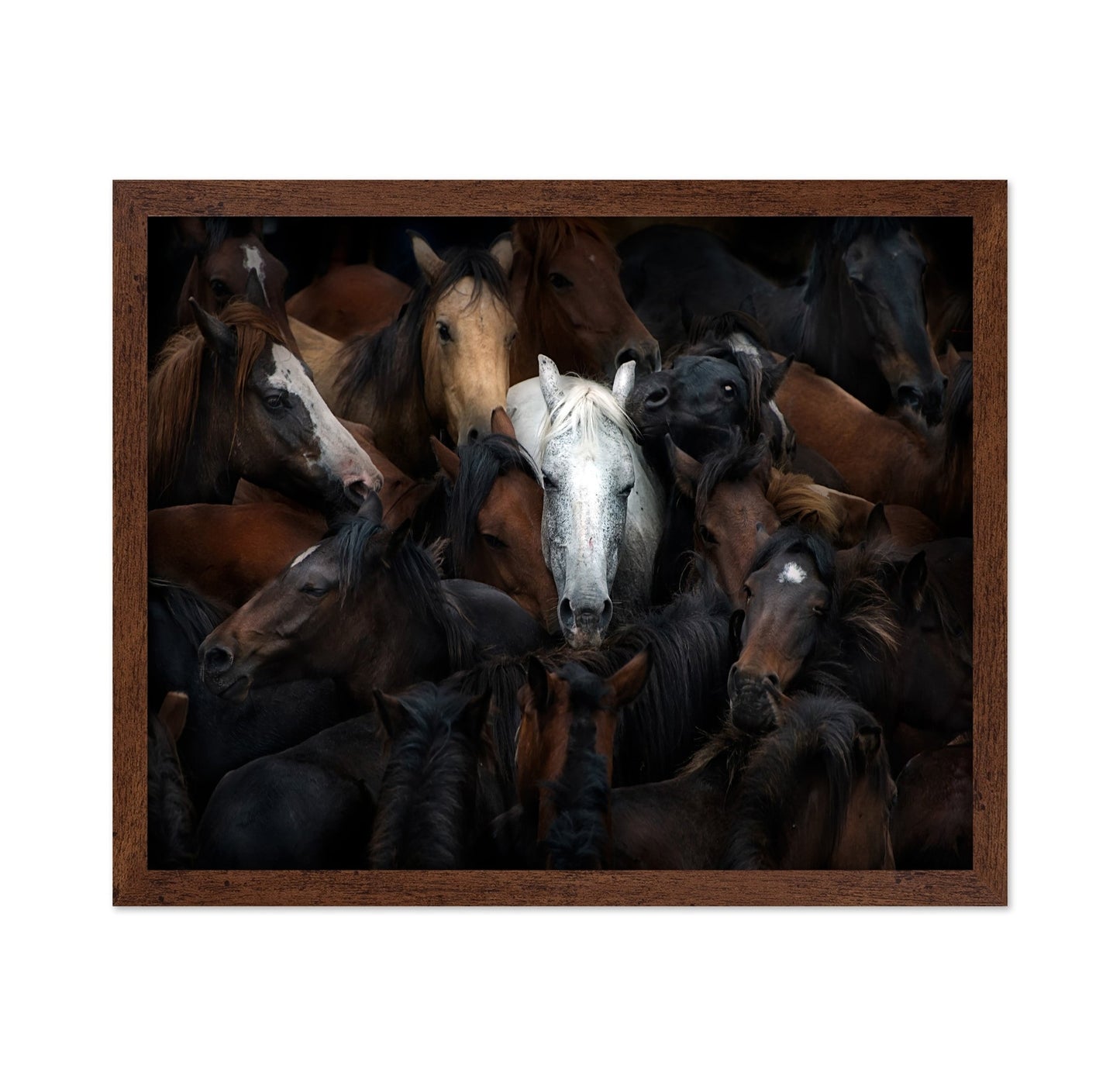 Wild Horse Herd