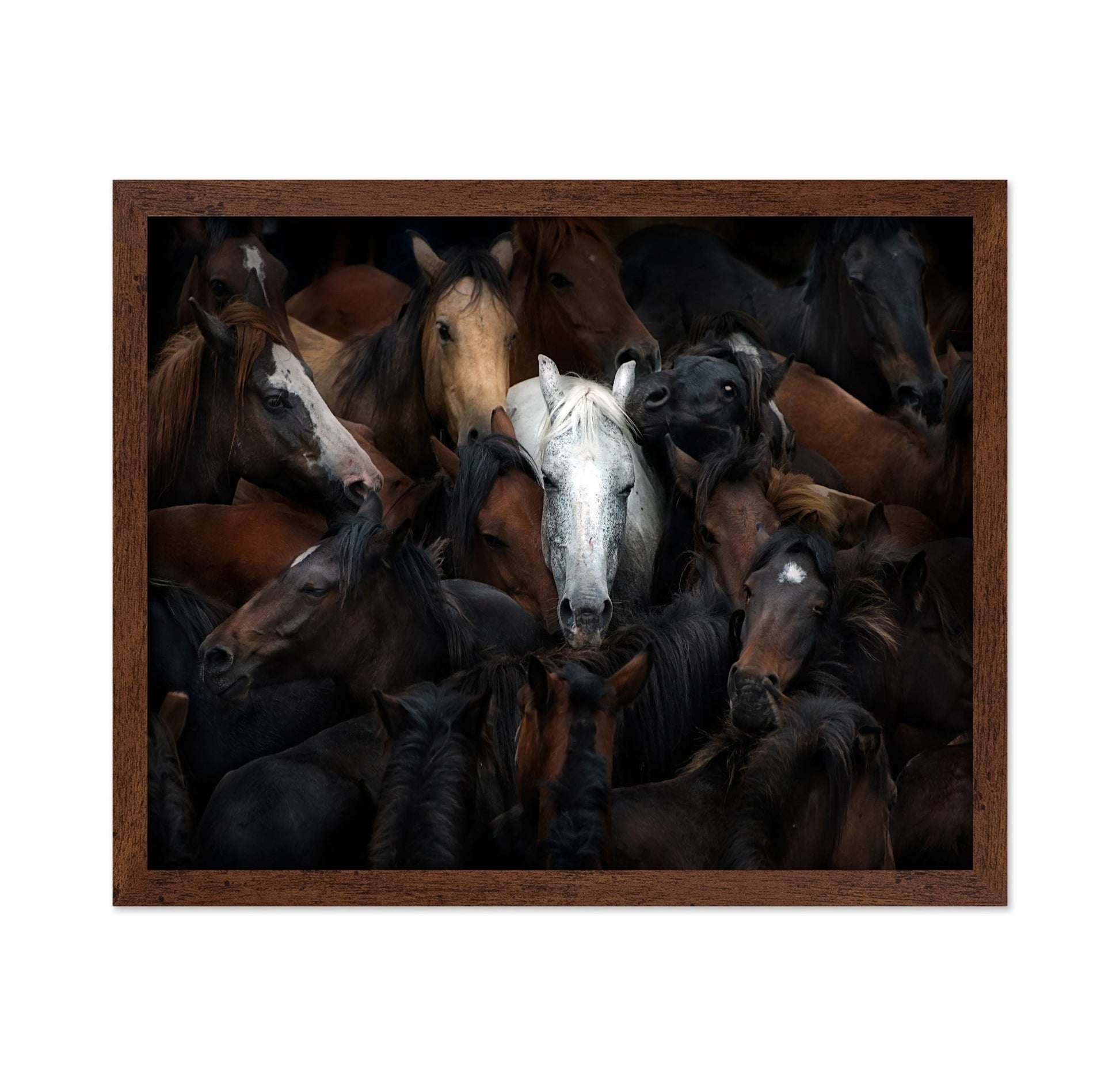 Wild Horse Herd