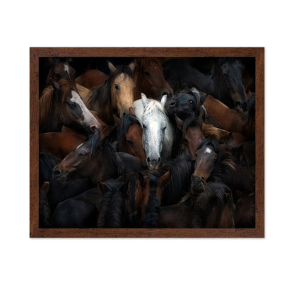 Wild Horse Herd