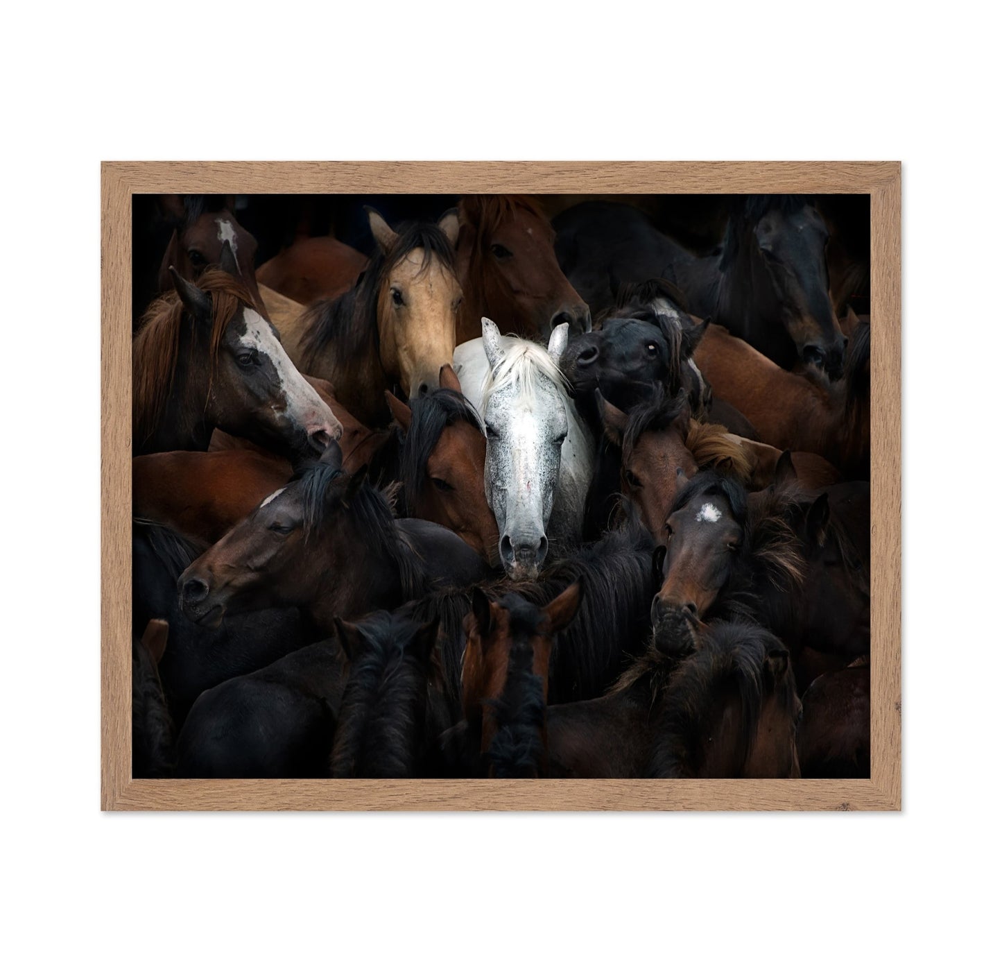 Wild Horse Herd
