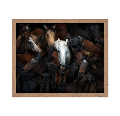 Wild Horse Herd
