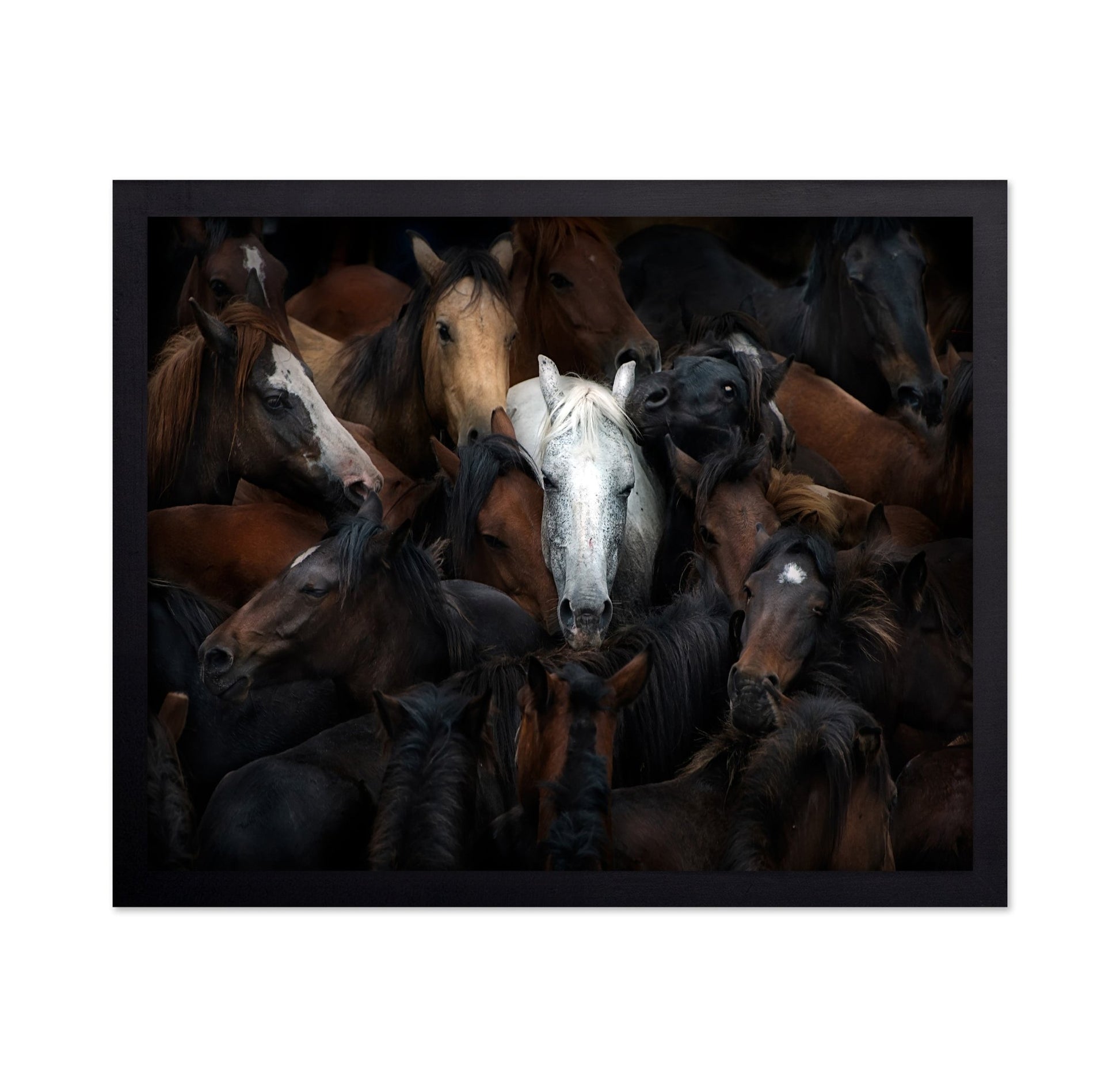 Wild Horse Herd