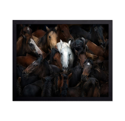 Wild Horse Herd