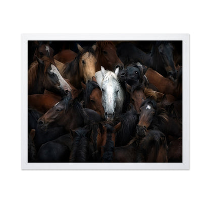 Wild Horse Herd