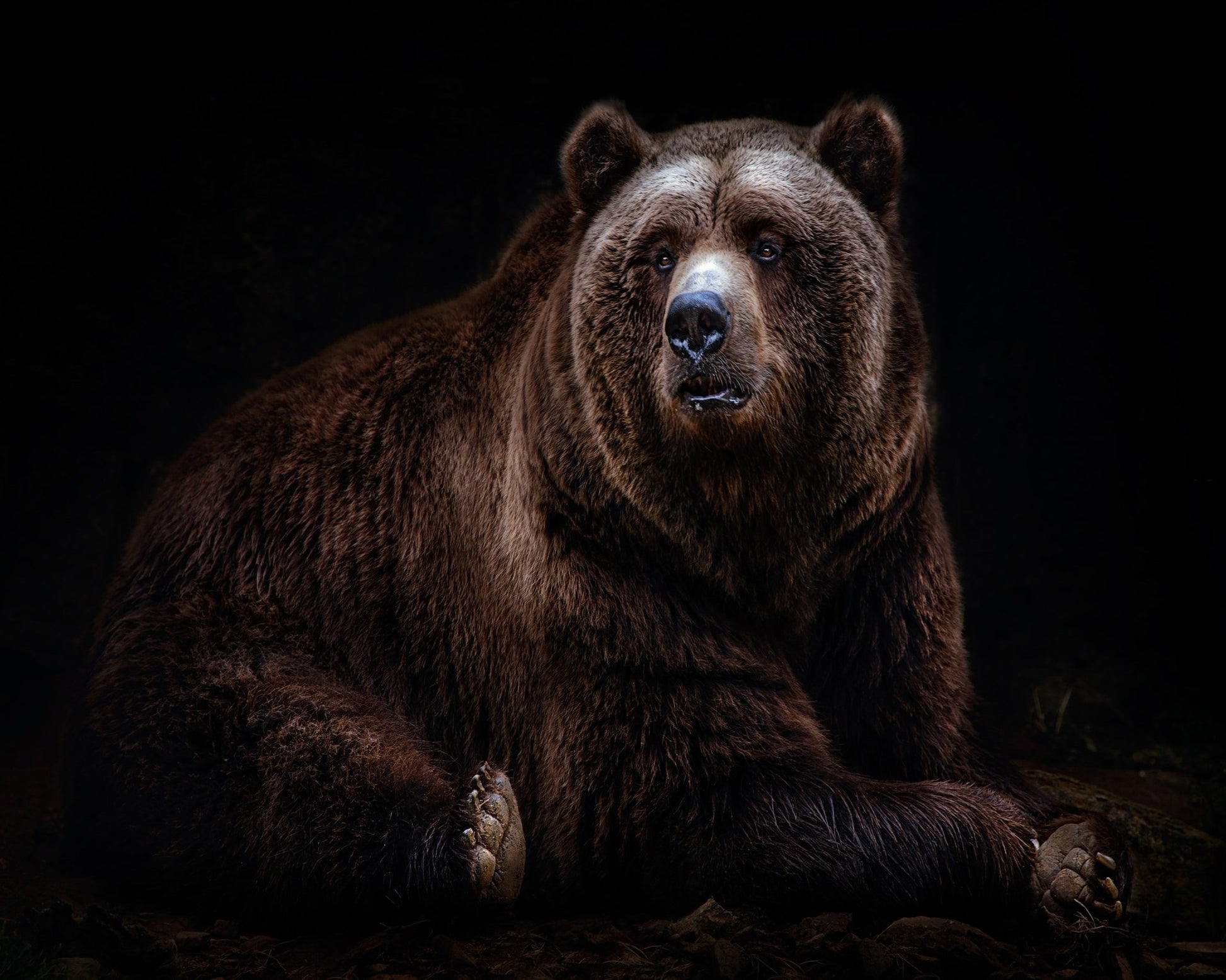 Bear Portrait