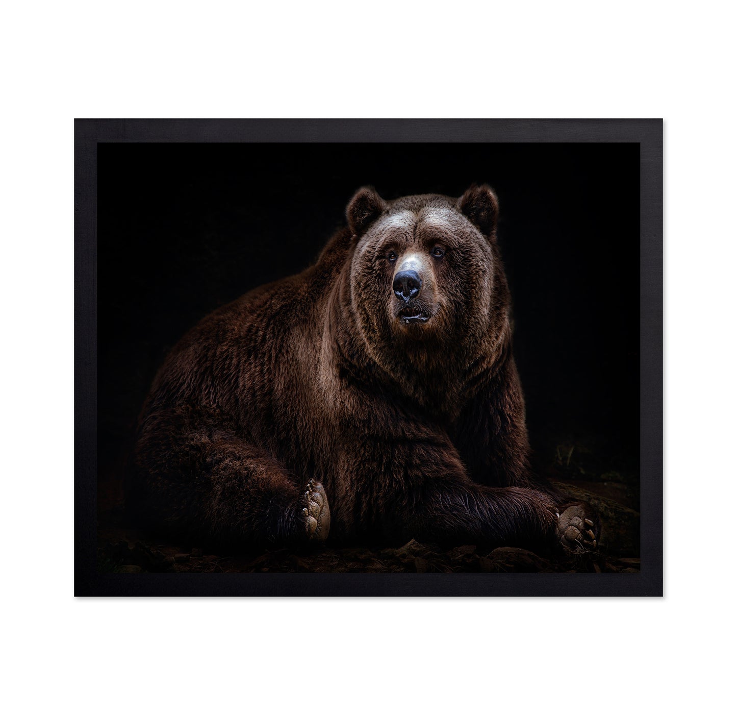 Bear Portrait