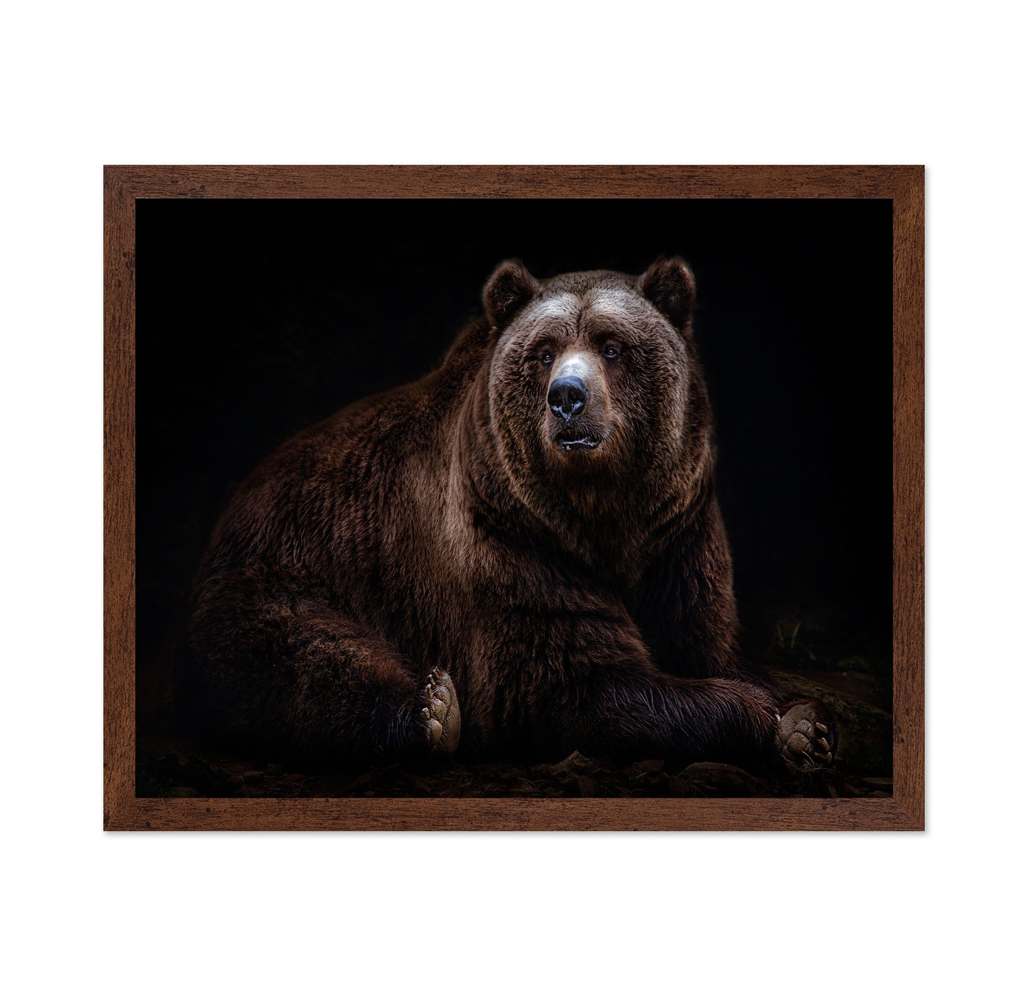 Bear Portrait