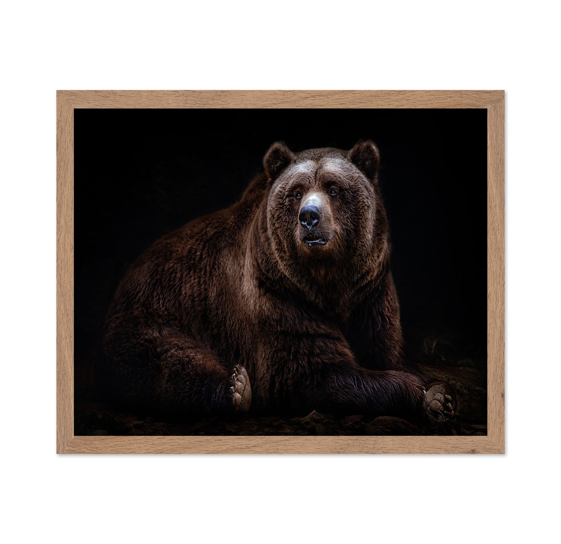 Bear Portrait