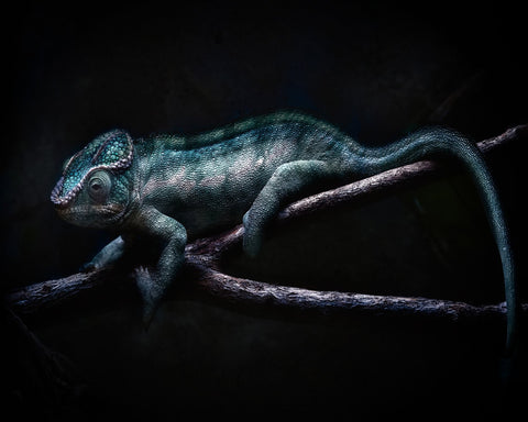 Dark Chameleon