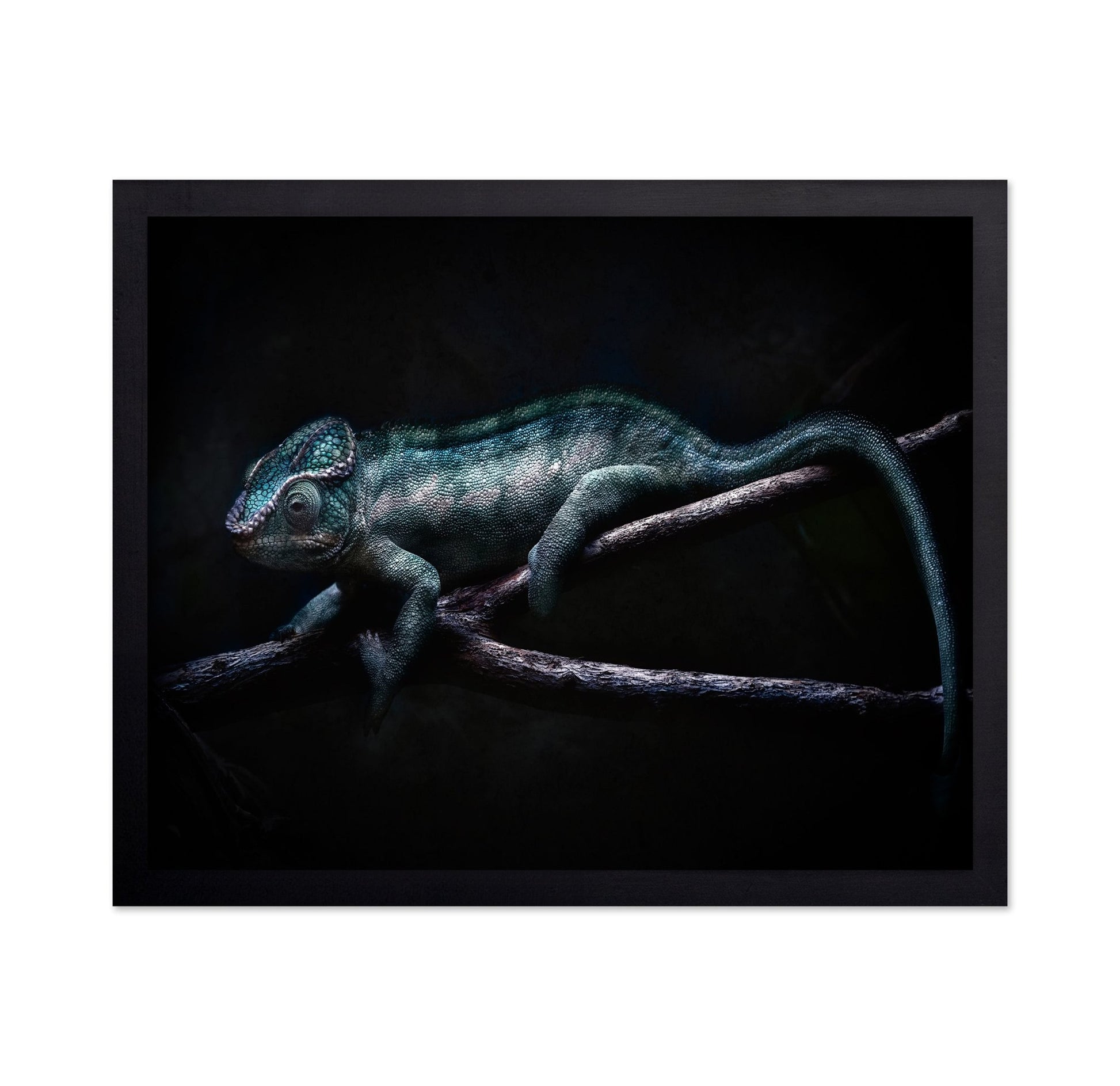 Dark Chameleon