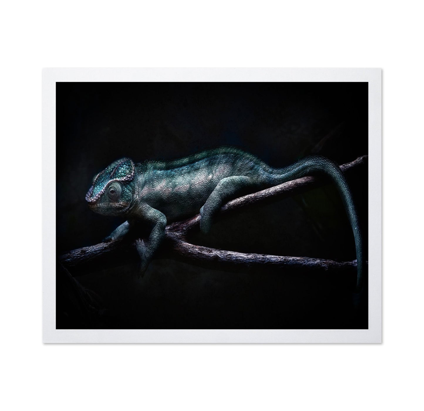 Dark Chameleon