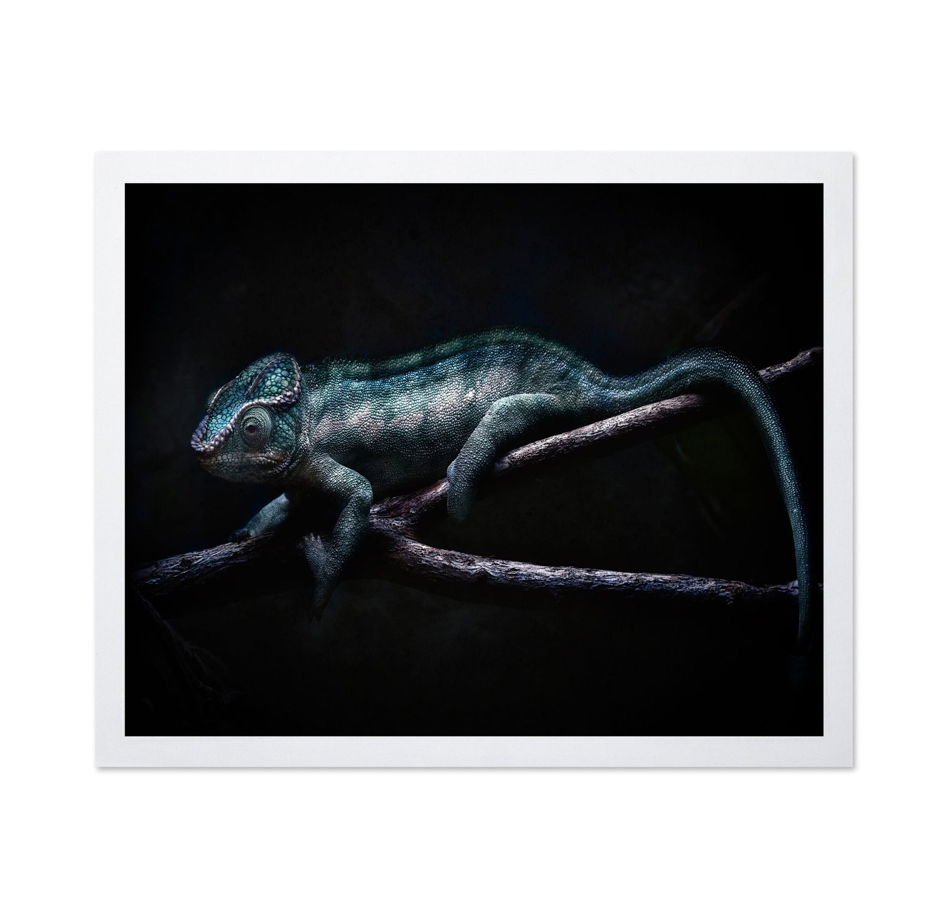 Dark Chameleon