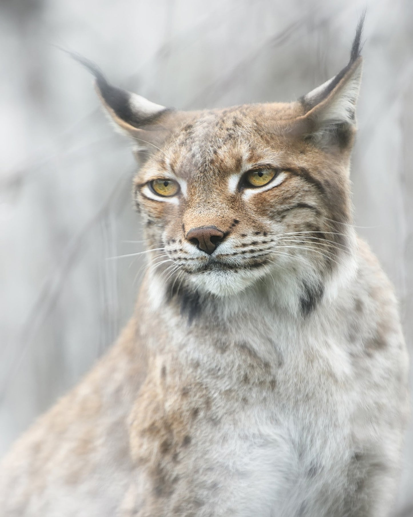 Lynx Portrait