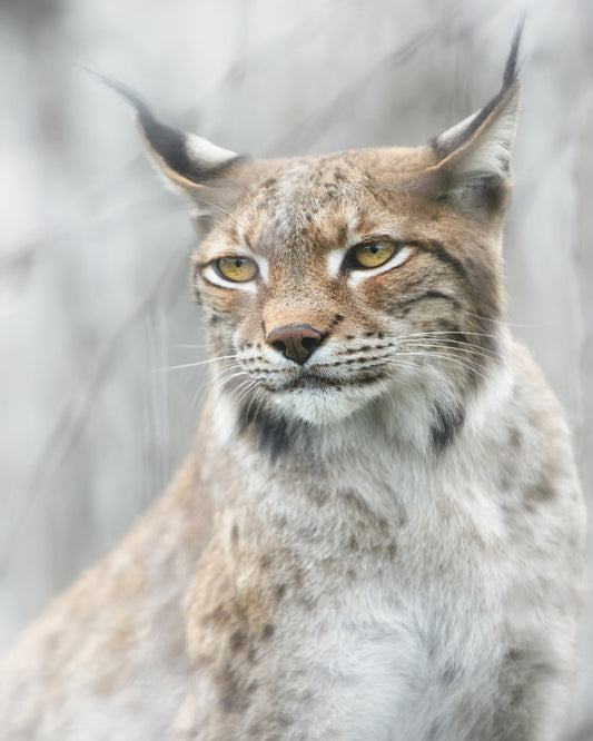 Lynx Portrait