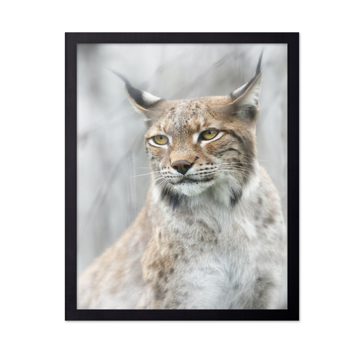Lynx Portrait