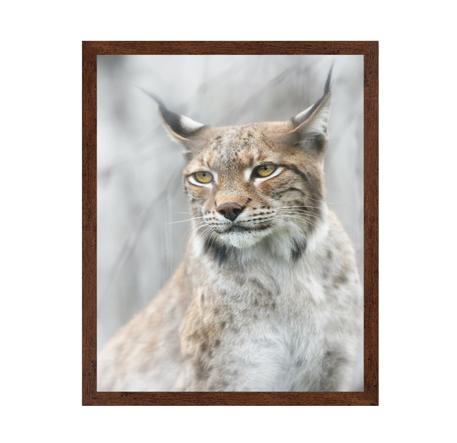 Lynx Portrait