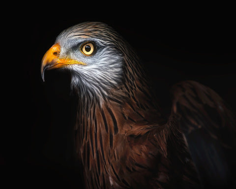 Majestic Eagle