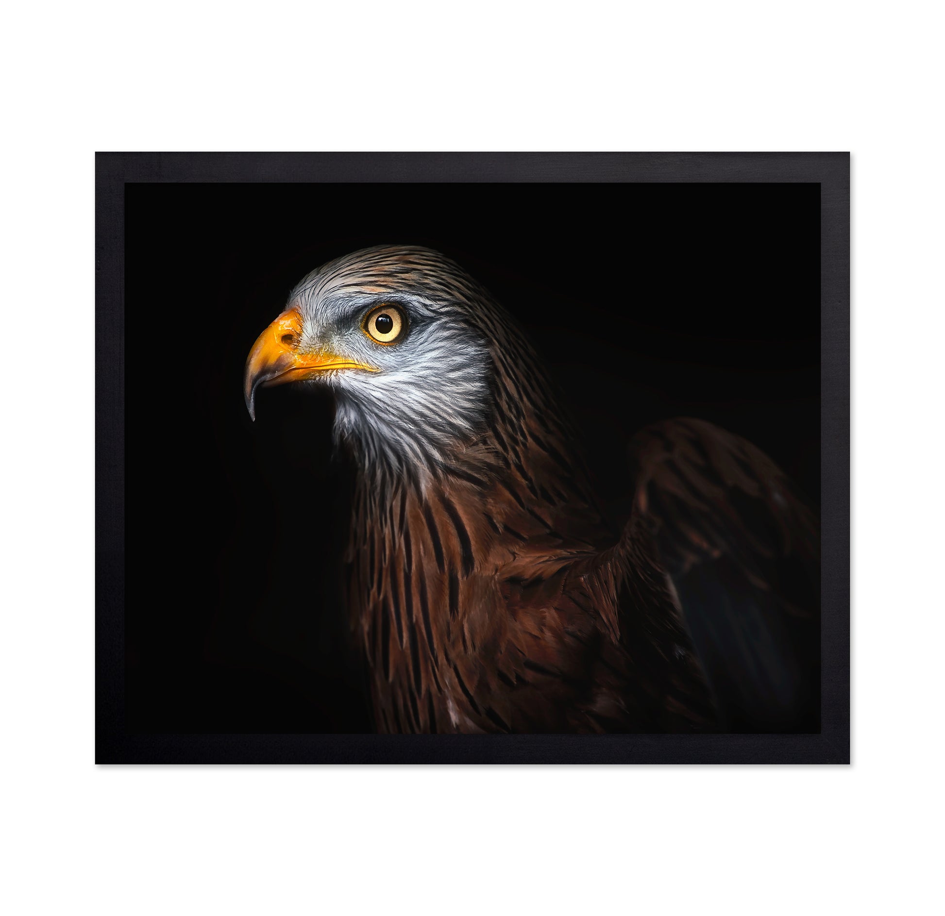 Majestic Eagle