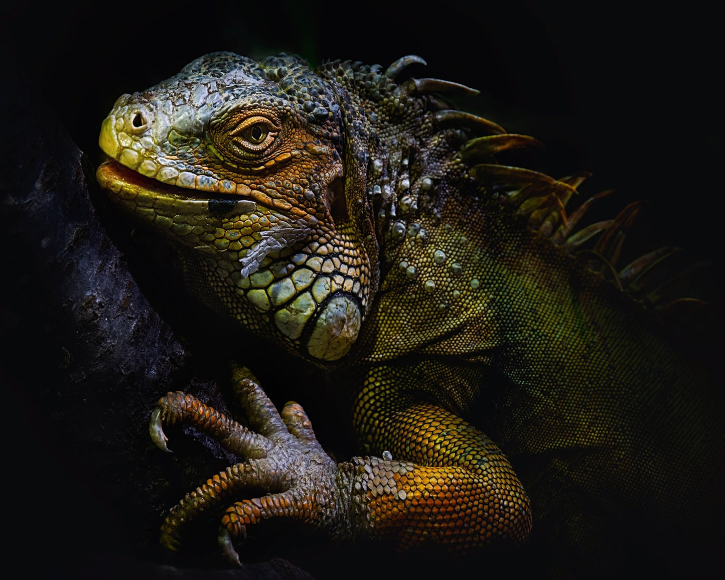 Golden Iguana