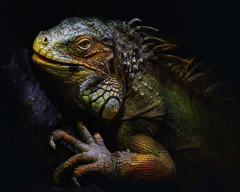 Golden Iguana
