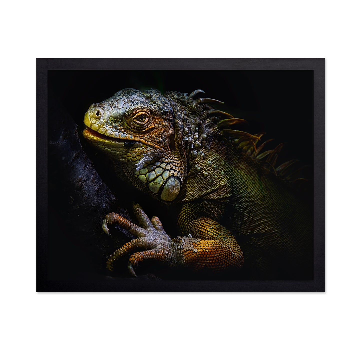 Golden Iguana