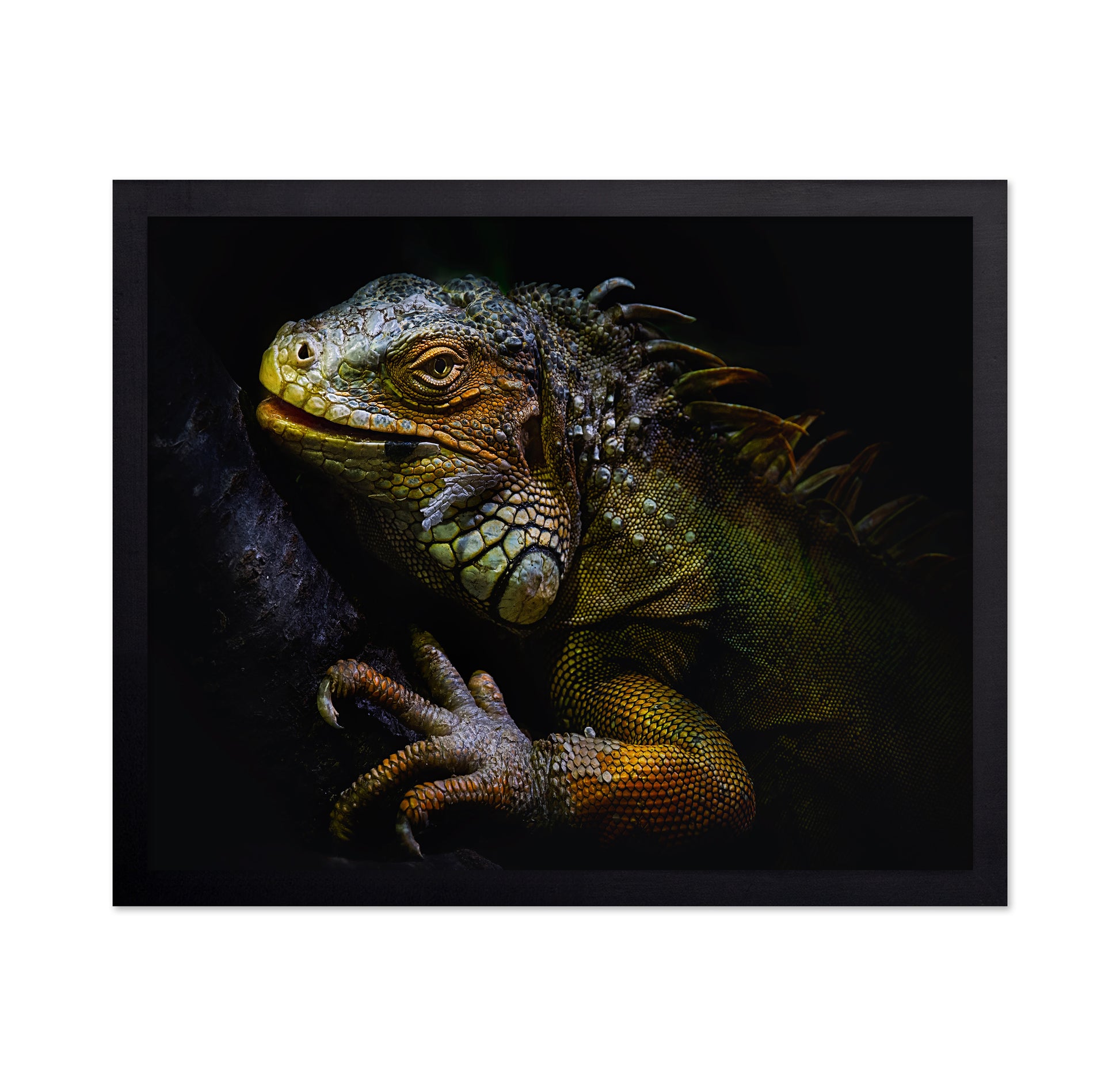 Golden Iguana