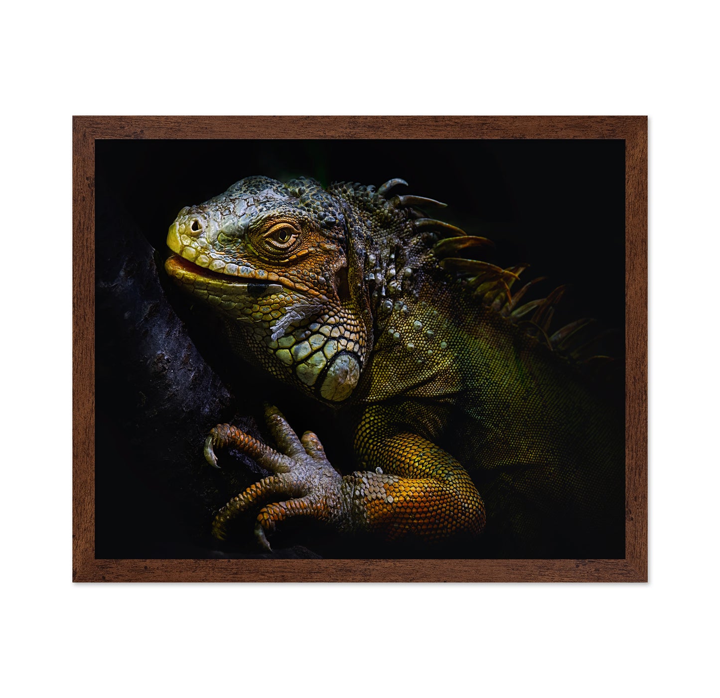 Golden Iguana